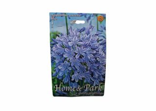 Crin African   Agapanthus umbellatus Blue CAT 2