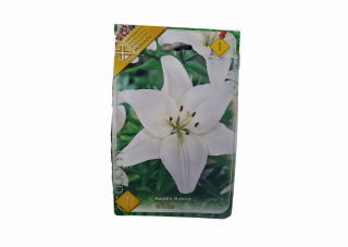 Crin alb   Lilium White Asiatic Hybrid CAT 1