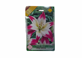 Crin   Lilium Pink-White Asiatic Hybrid CAT 1