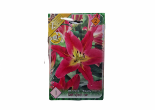 Crin   Lilium Satifaction OT Hybrid CAT 2