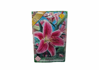 Crin   Lilium Stargazer Oriental Hybrid CAT 1
