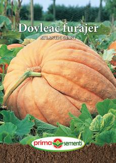 Dovleac furajer Atlantic Giant 1 g
