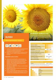 Floarea soarelui Kws SUVEX (sac 150000 seminte)