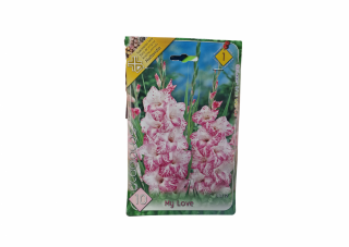 Gladiole   Gladiolus My Love CAT 1