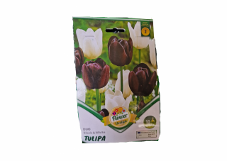 Lalele alb - negru   Tulipa duo BlackWhite