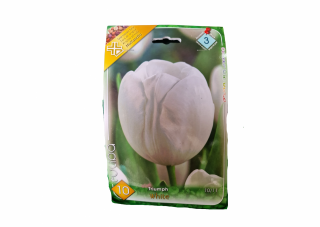 Lalele albe  Tulipa Triumph white