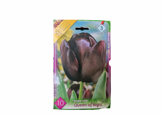 Lalele negre  Tulipa single late Queen of Night