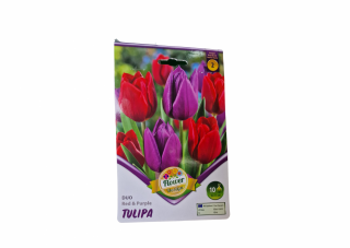 Lalele rosu - violet  Tulipa duo RedPurple