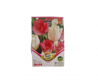 Lalele roz si alb   Tulipa Duo pink and white