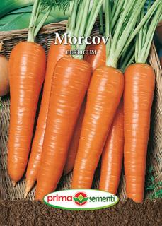 Morcov Berlicum