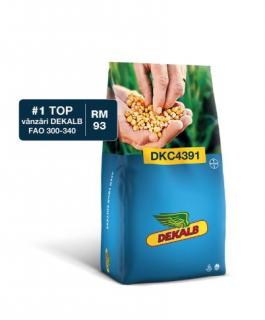 Porumb Dekalb 4391 (80000 boabe - FAO 300-340)