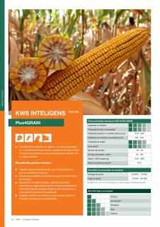 Porumb Kws INTELIGENS (50 000 boabe- FAO 420)