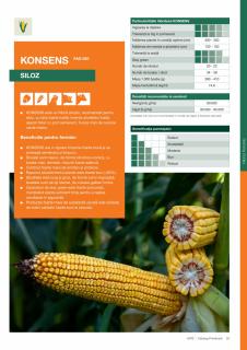 Porumb Kws KONSENS (50 000- FAO 560)
