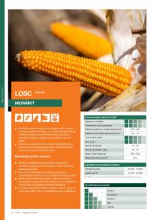 Porumb Kws LOSC (25 000 boabe- FAO 250)