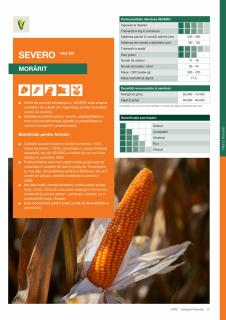 Porumb Kws SEVERO - morarit - (25 000 boabe- FAO 280) Inlocuitor LOSC