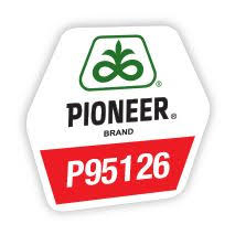Porumb Pioneer P95126 (25000 boabe - FAO 330) inlocuitor P9537