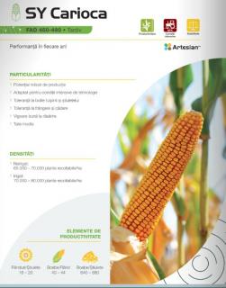 Porumb Syngenta Carioca (50 000 boabe- FAO 480)