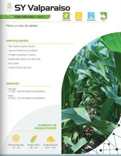 Porumb Syngenta Valparaiso (50 000 boabe- FAO 460)