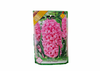 Zambila roz   Hyacinthus Pink pearl