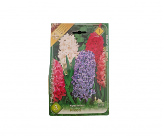 Zambile mix de culori   Hyacinthus mixed