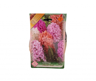 Zambile mix de culori   Hyacinthus Pastel mixed