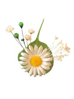 Cocarda cu Margareta matase si Flori Naturale Uscate