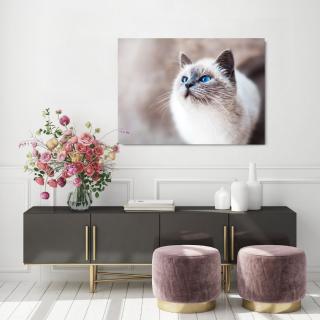 Cat Elegance Landscape