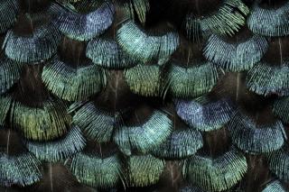 Tapet R15091- Peacock Plumage