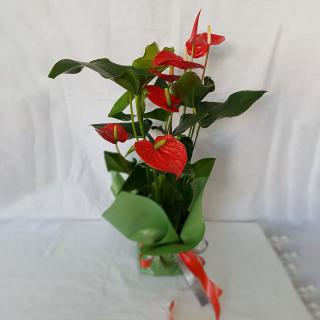 Anthurium Ghiveci Ambalat de Cadou