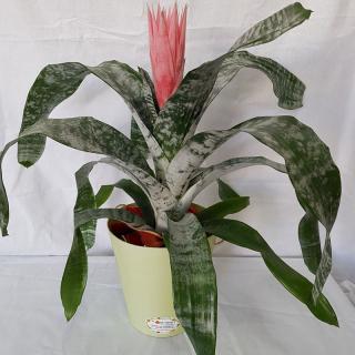 Planta Aechmea in Ghiveci Ornament