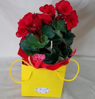 Planta Begonia Rosie