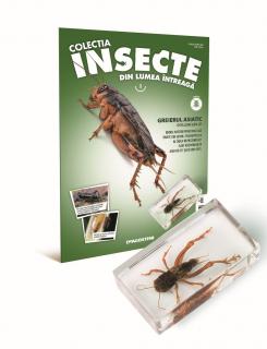 Colectia Insecte din lumea ȋntreaga - Nr. 01: Greierul Asiatic