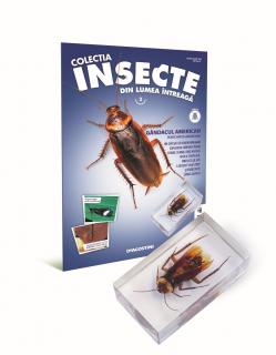 Colectia Insecte din lumea ȋntreaga - Nr. 02: Gandacul american