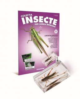 Colectia Insecte din lumea ȋntreaga - Nr. 05: Lacusta exotica