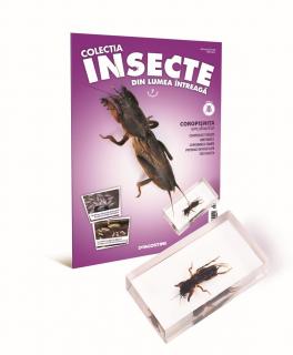 Colectia Insecte din lumea ȋntreaga - Nr. 07: Coropisnita