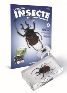 Colectia Insecte din lumea ȋntreaga - Nr. 16: Goliathul chinezesc