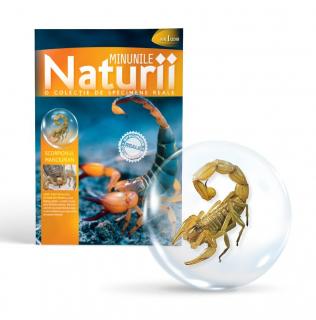 MINUNILE NATURII VOL.1 - SCORPIONUL MANCIURIAN