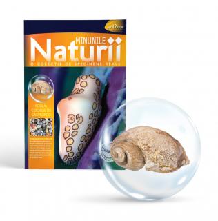 MINUNILE NATURII VOL.12 - COCHILIE DE GASTROPOD