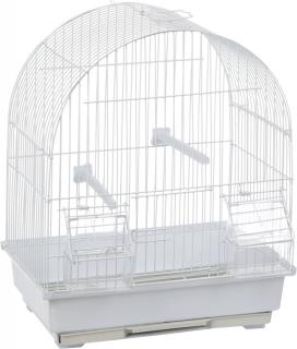 Colivie  Jambi   alba