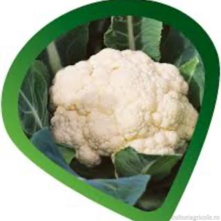 Erbicid cu actiune de contact postemergent LENTAGRAN 45 WP