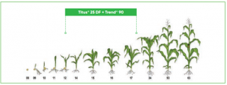 Erbicid cu actiune sistemica postemergent TITUS 25 DF