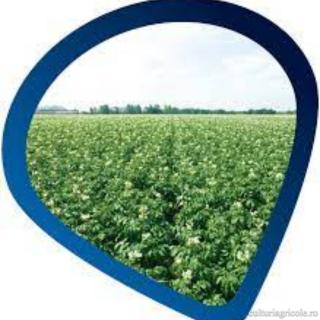 Fungicid cu actiune de contact RANMAN TOP