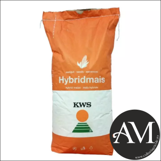 Seminte porumb KWS LAURO INITIO grupa FAO 300
