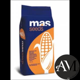Seminte porumb MAS 24.C grupa FAO 270