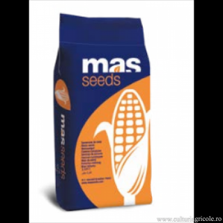 Seminte porumb MAS 56.A grupa FAO 480