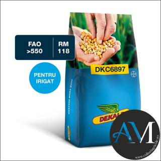 Seminte porumb tardiv DKC6897 grupa FAO  550