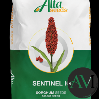 Seminte sorg semi-tardiv SENTINEL IG