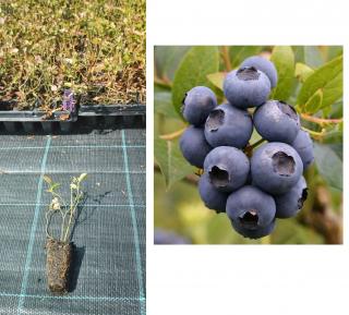 Afin Bluecrop , 1 an la tavita , afinul de cultura inmultit prin vitro
