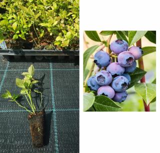 Afin Bluegold , 1 an la tavita , afinul de cultura inmultit prin vitro