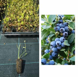 Afin Bluejay , 1 an la tavita , afinul de cultura inmultit prin vitro
